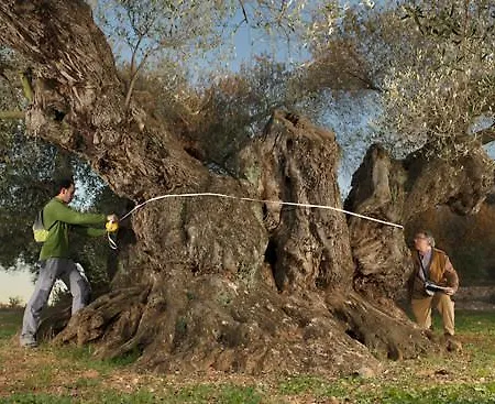 Roure Ulldecona